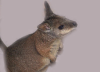 Australian Dama Wallaby2 Baby Joey